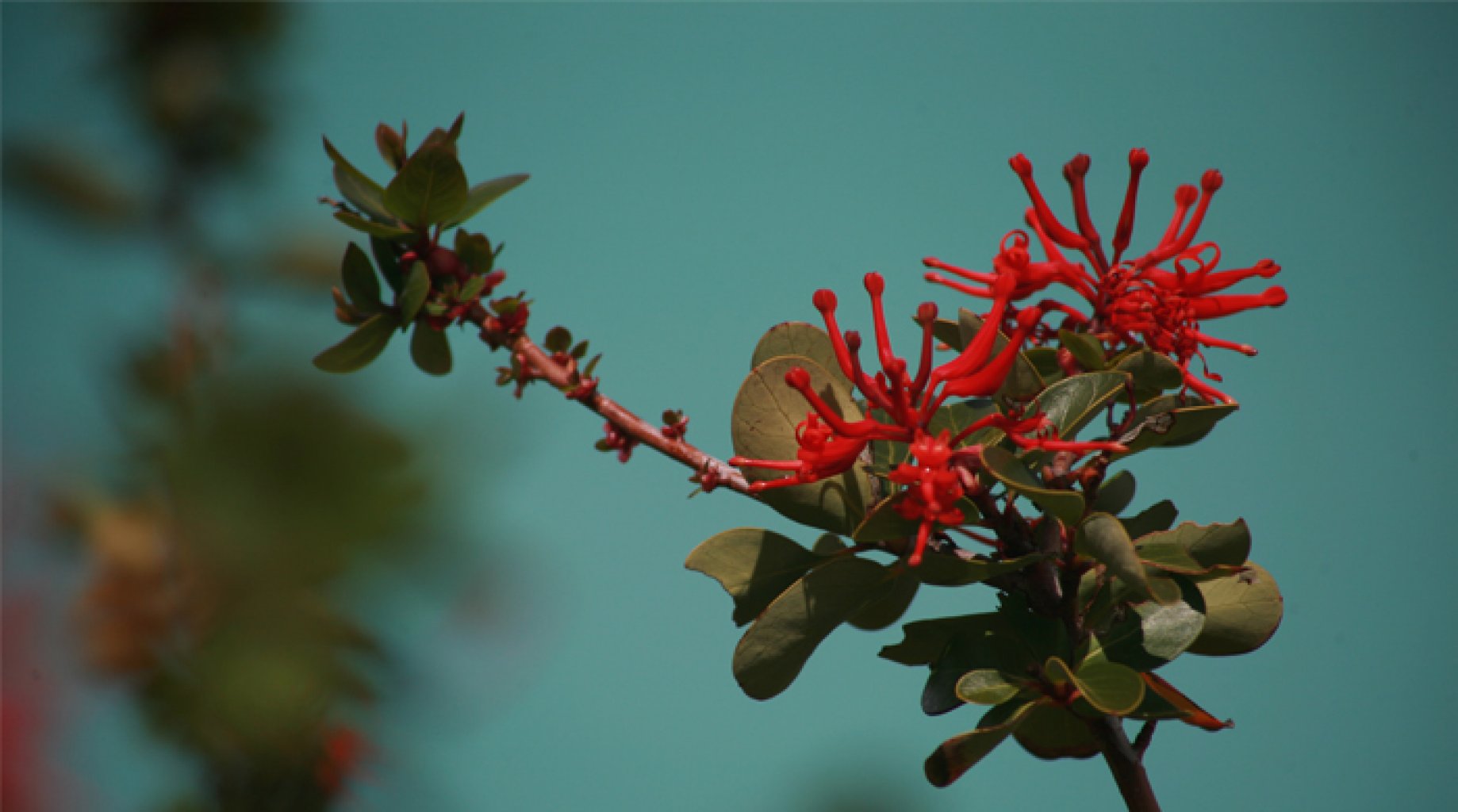 Embothrium coccineum, Zdroj: itorresdelpaine.com