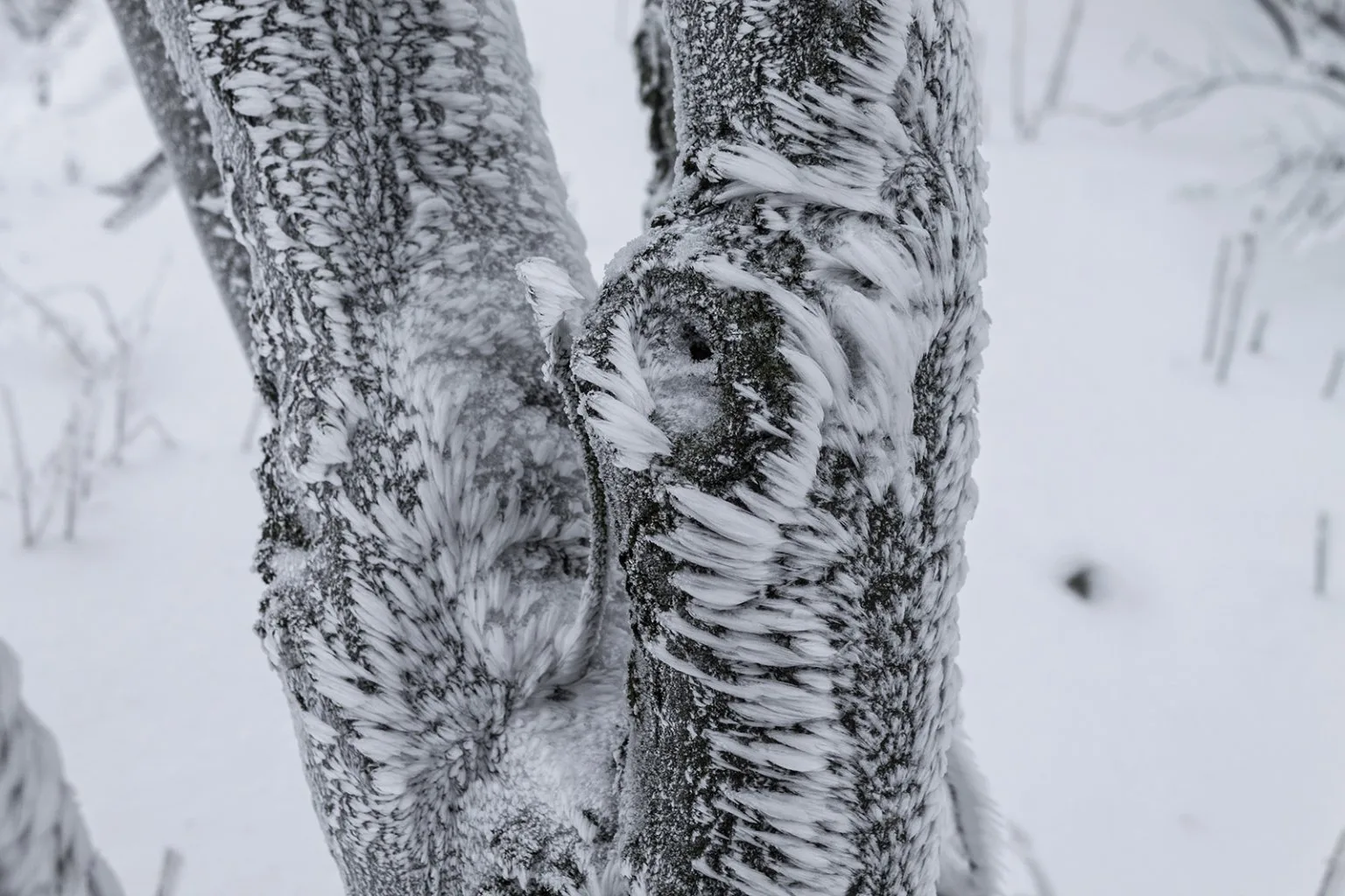 Vápenná (Roštún), Malé Karpaty