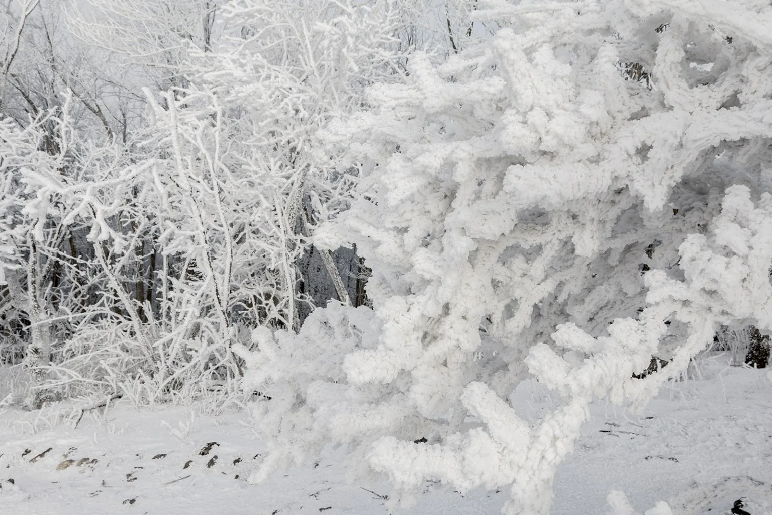 Vápenná (Roštún), Malé Karpaty