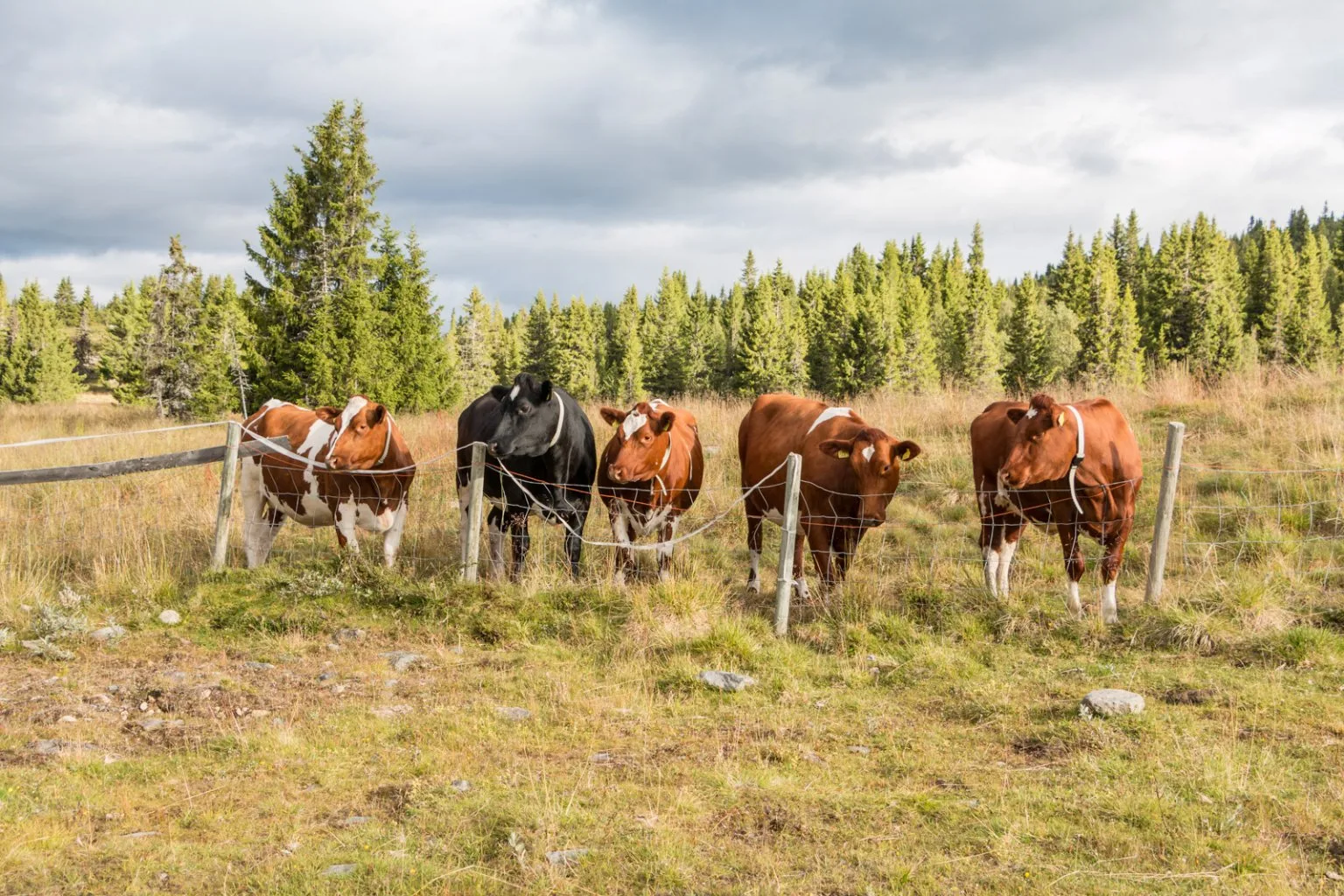Vangsjøen Høyfjellsstue