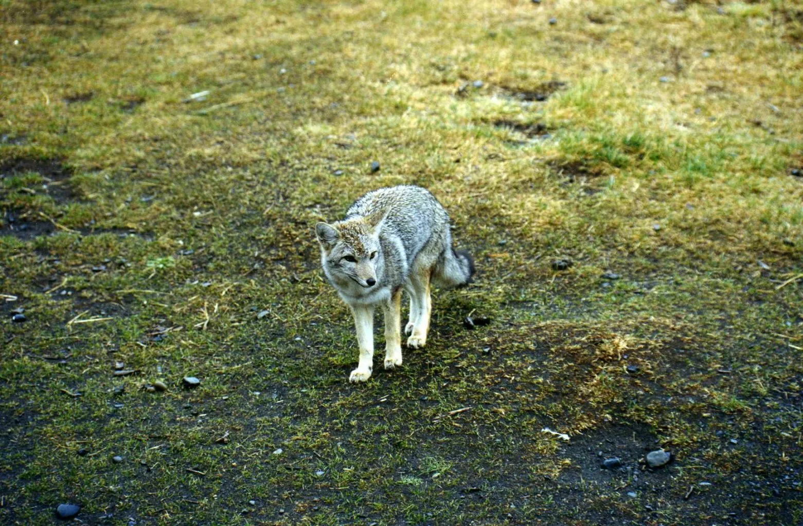 Torres del Paine, fox