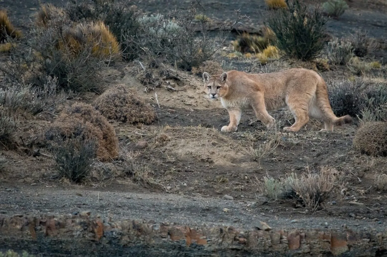 Torres del Paine, Puma
