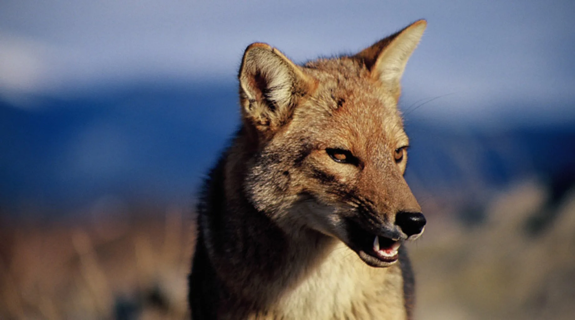Torres del Paine, Fox