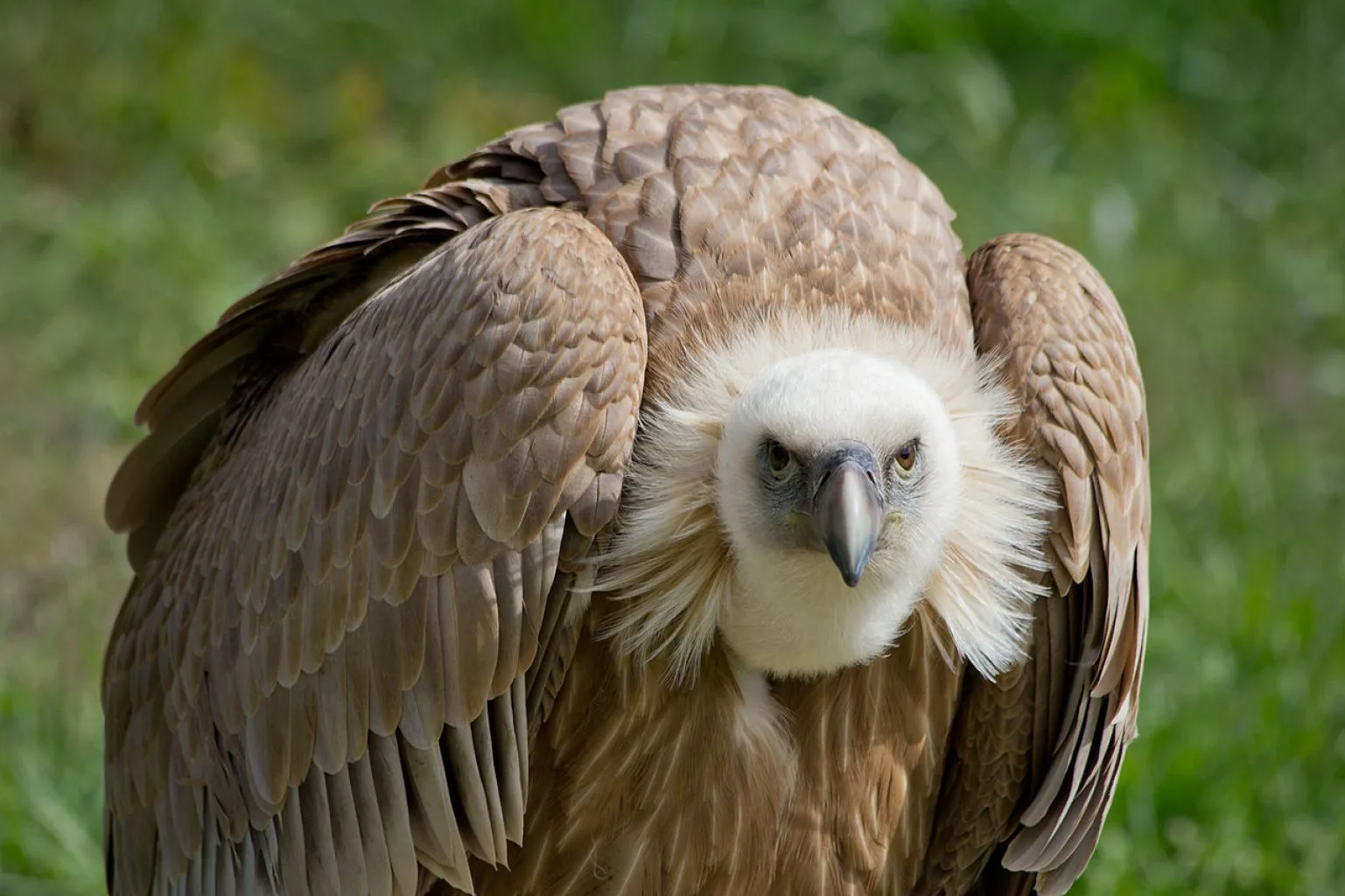 Sierra de Gredos, Griffon vulture
