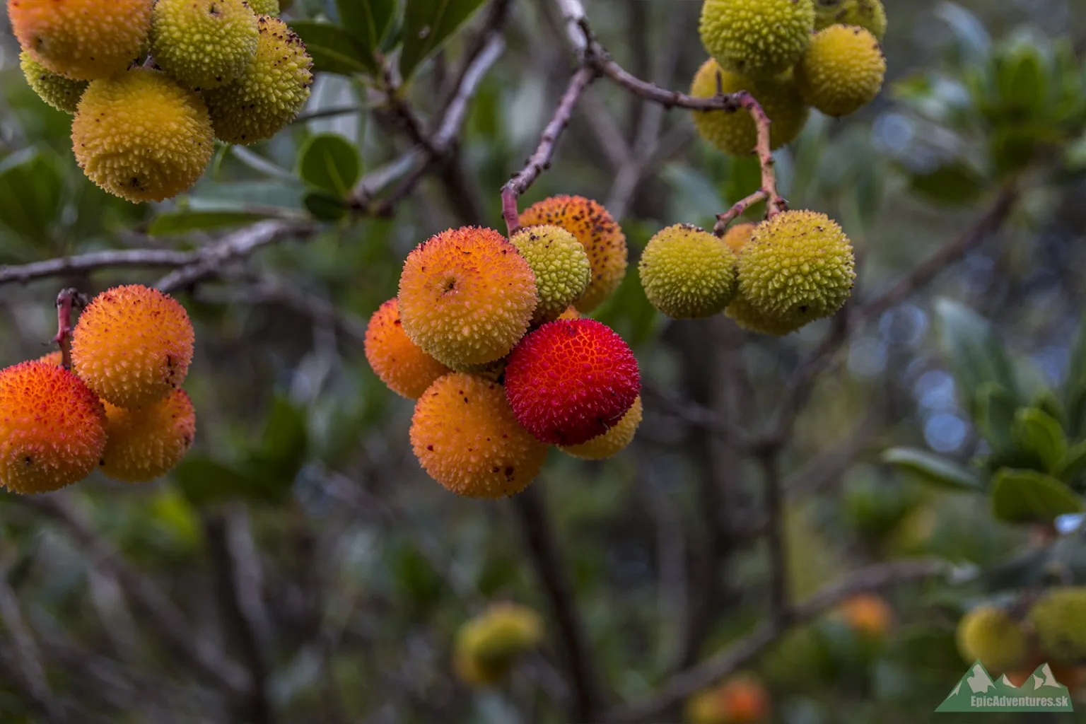 Arbutus unedo