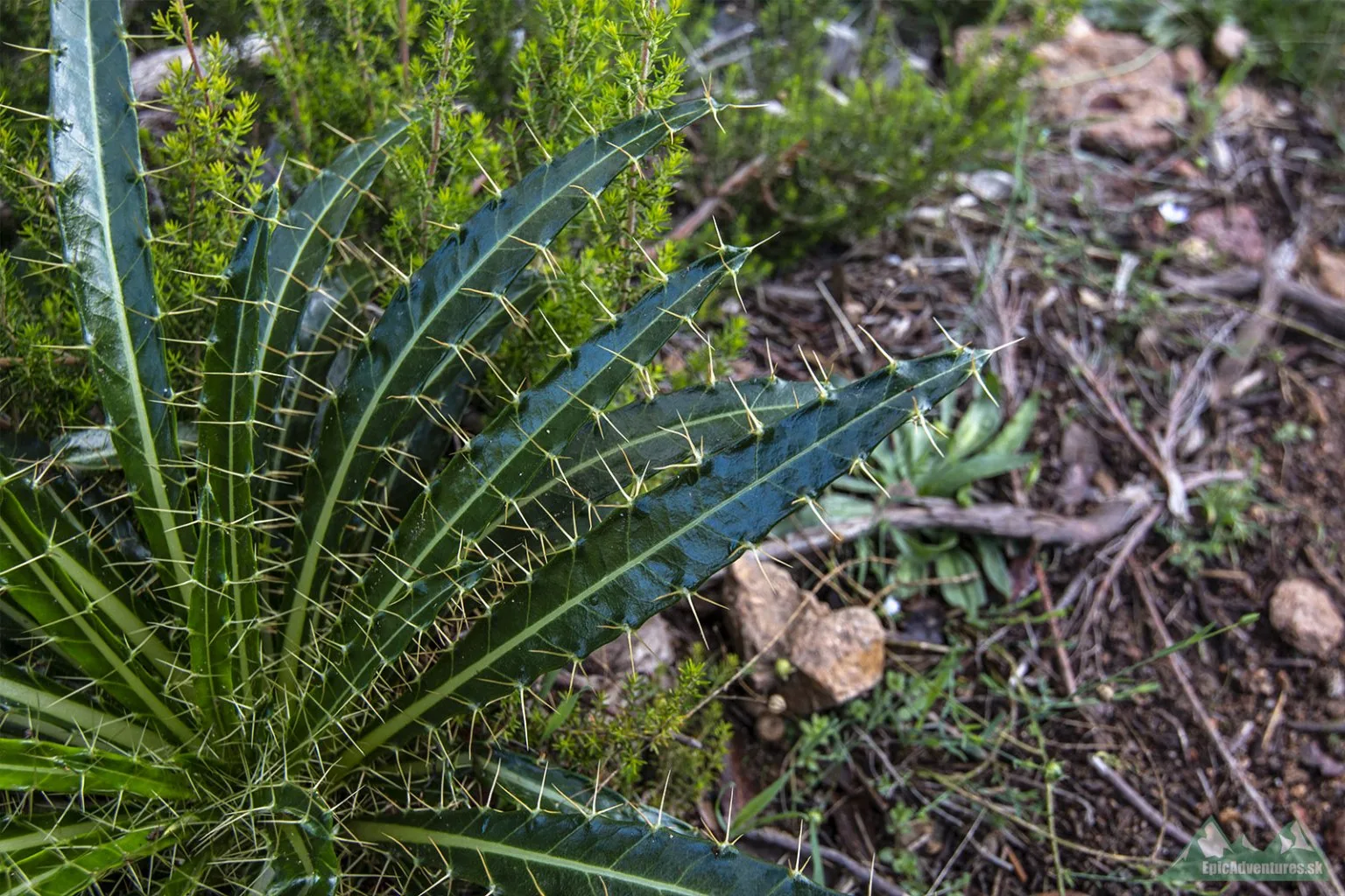 Uomo di Cagna, Giannuccio