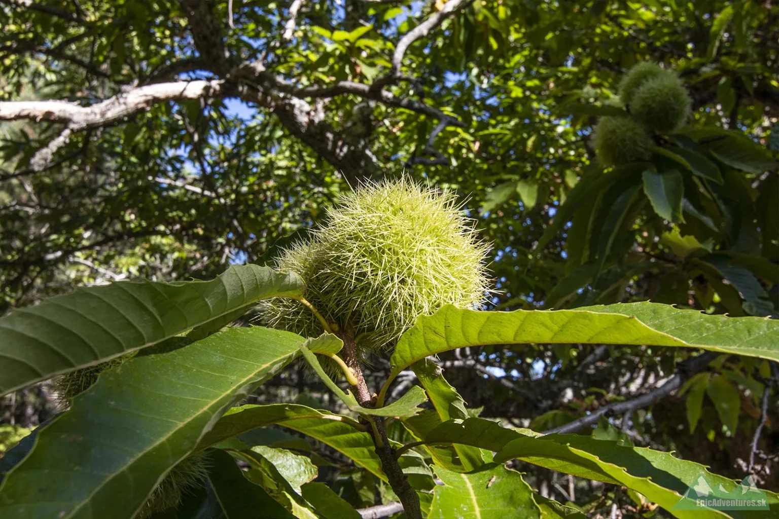 Arcu di u Scandulaghju 