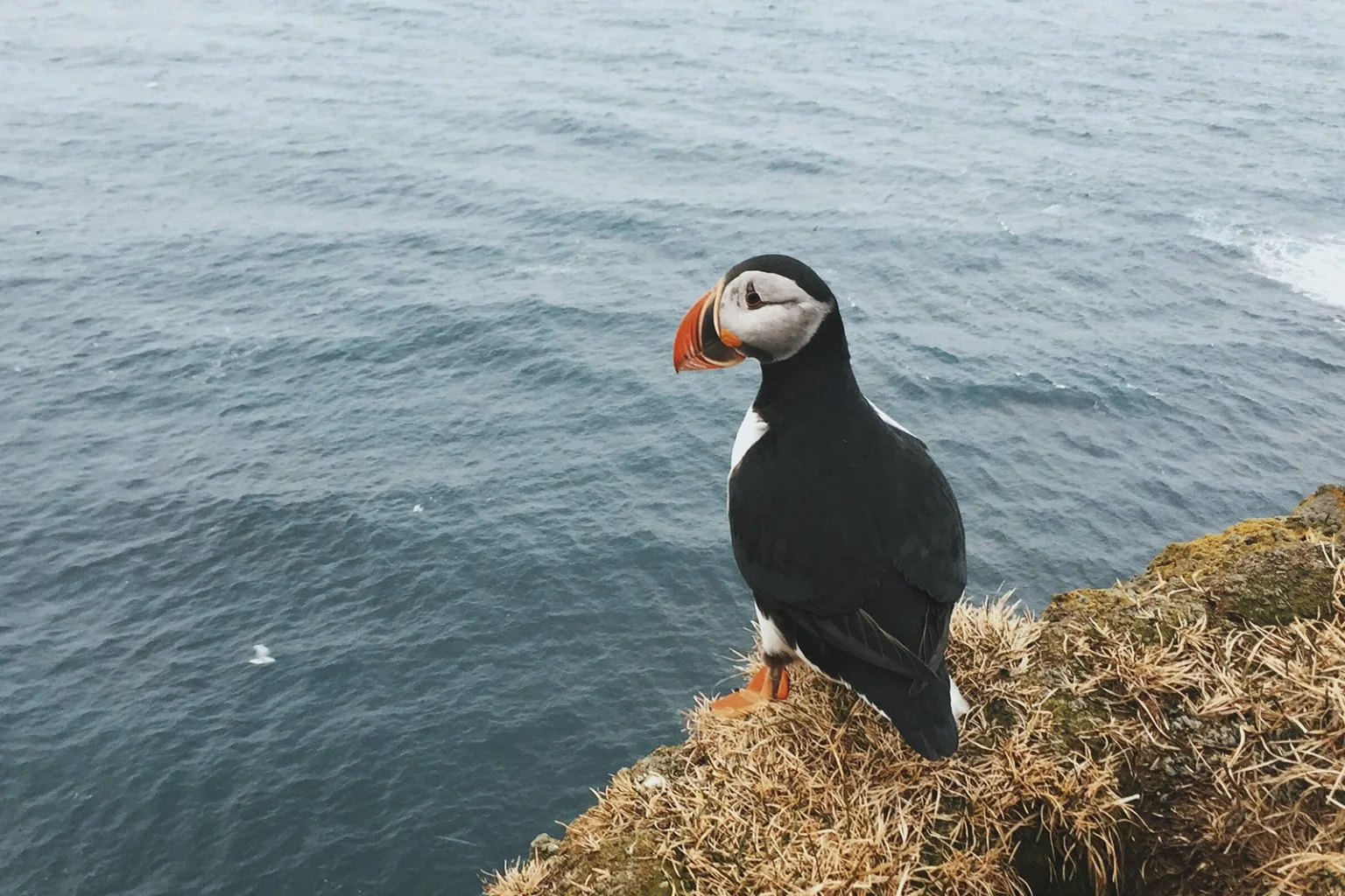 Mníšik na okraji útesu Látrabjarg     Zdroj: wikimedia.org